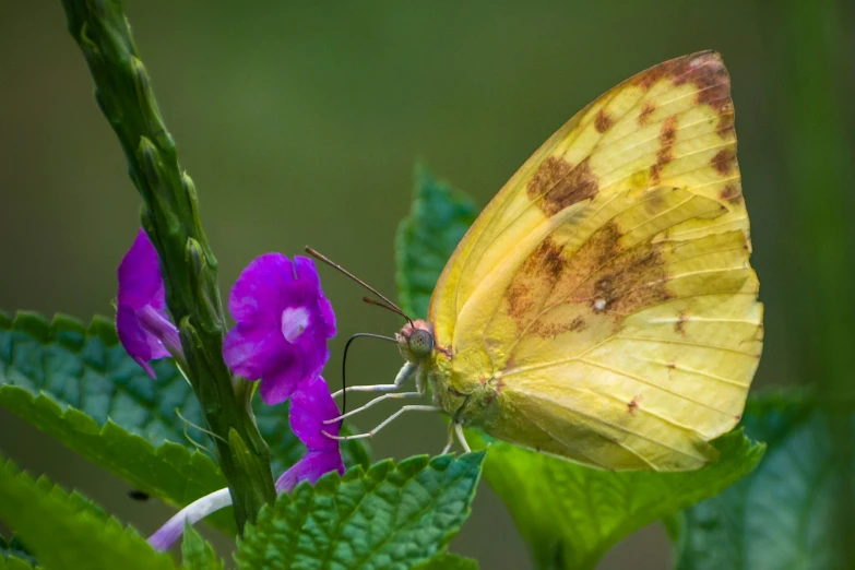 the yellow erfly is perched on a green plant