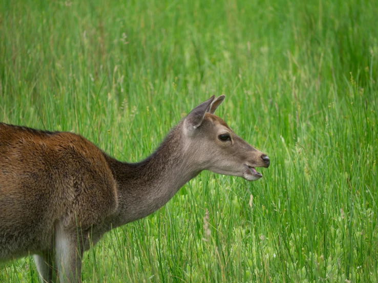 a deer that is standing in the grass