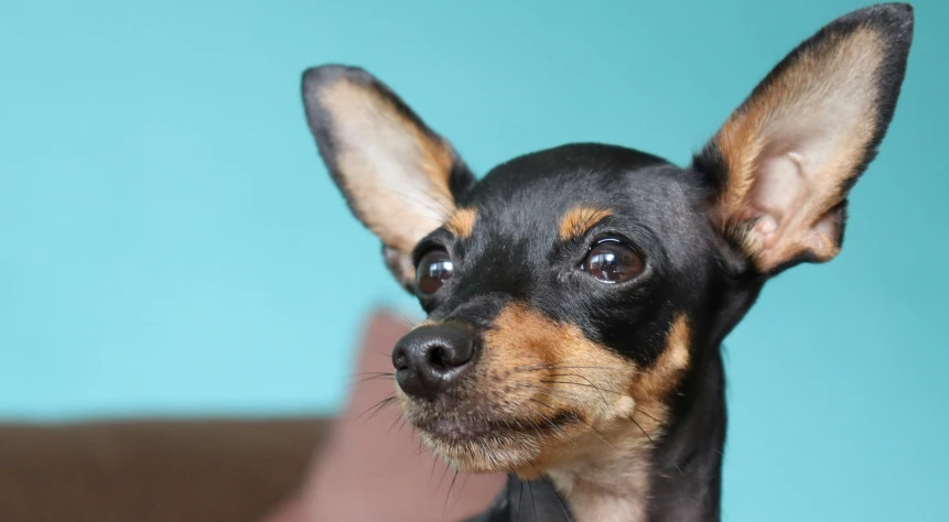 a small dog sits next to some chairs