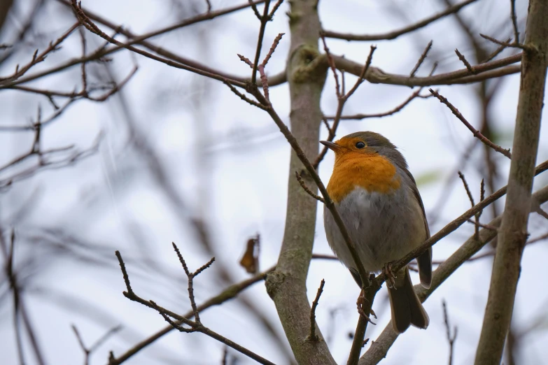 a robin sitting on a tree nch in the winter