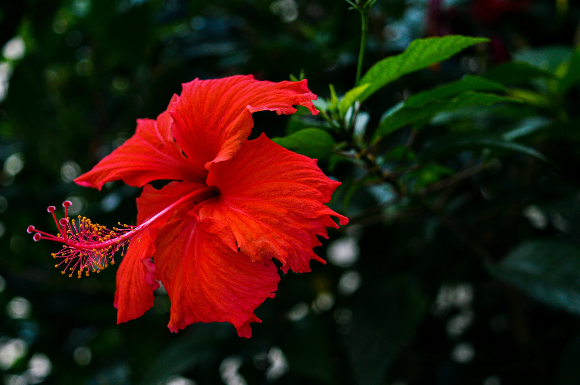 red flower in middle of leaves and tree nches