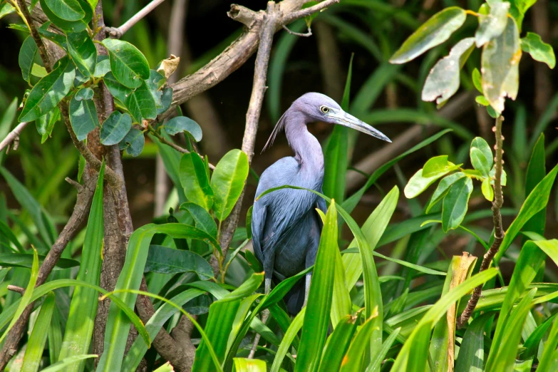 a small bird sits in a tree with leaves