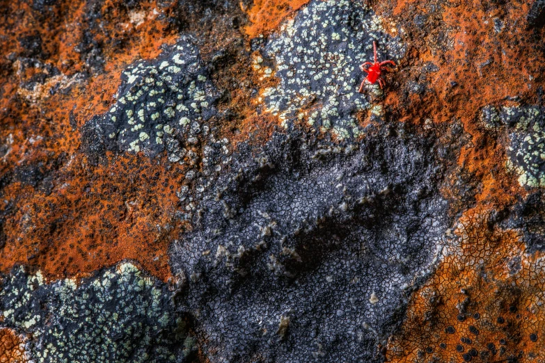 a very small red piece on top of some brown rock