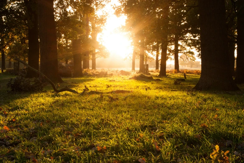 an image of a sunset behind trees