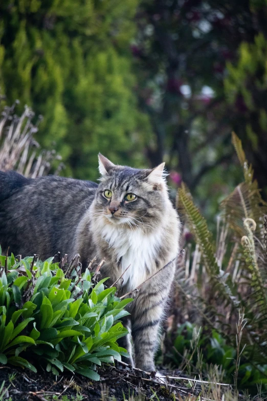 a cat walking next to green plants on a forest floor