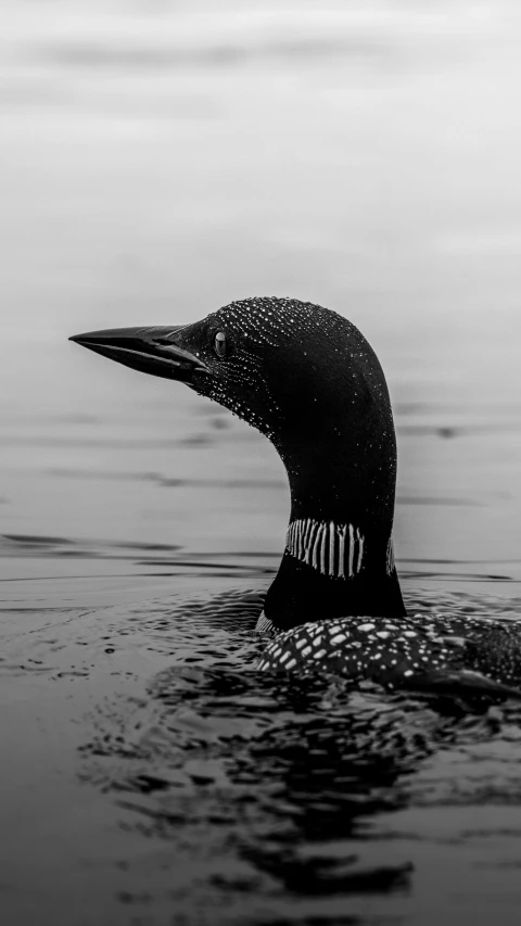 black and white pograph of a duck in the water