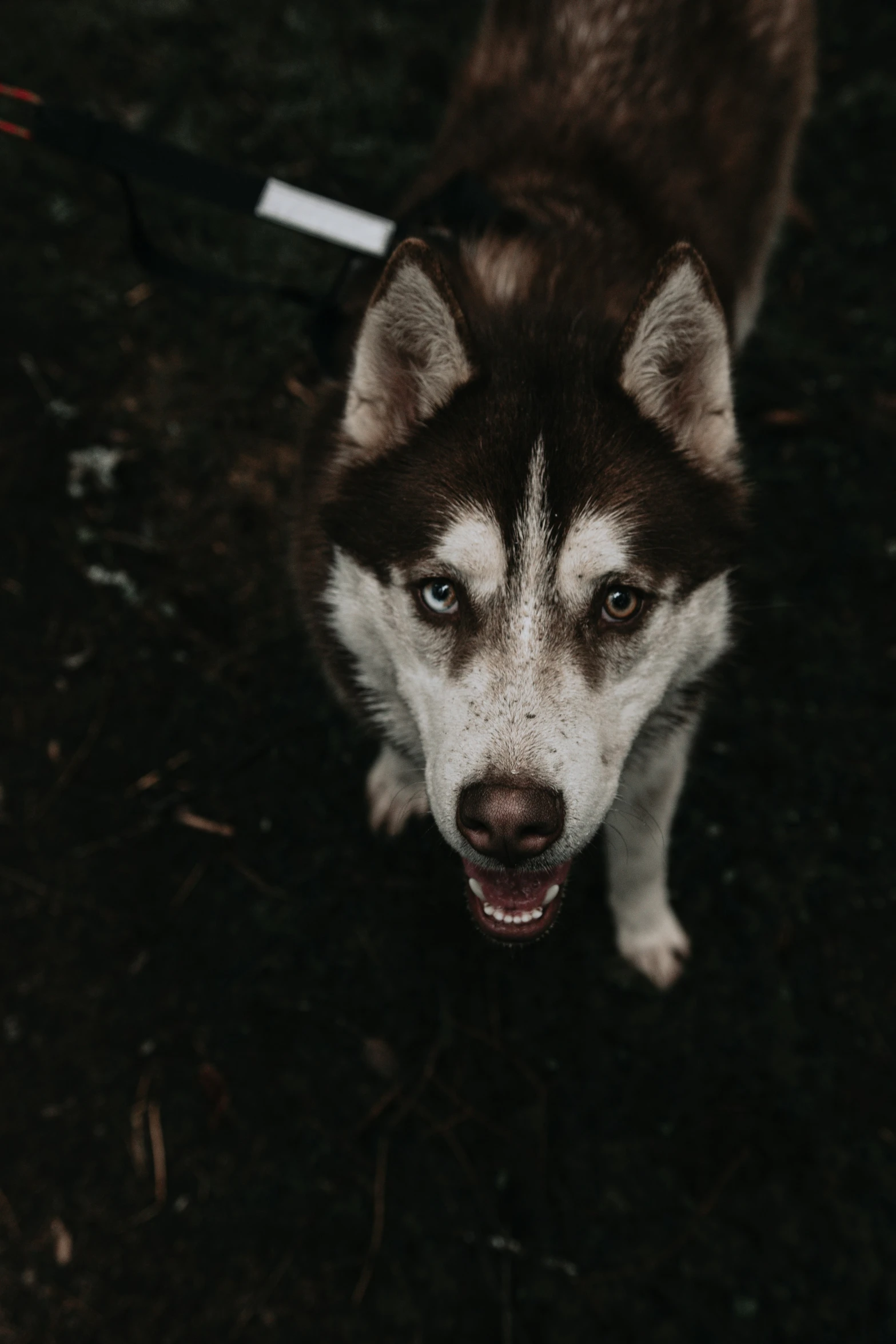 a husky looking at the camera with blue eyes