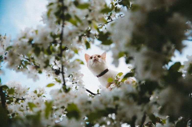 a cat is hanging upside down from a tree