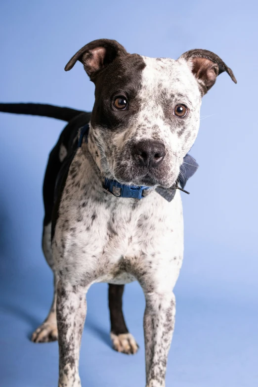 the dog is standing and looking up in a blue background