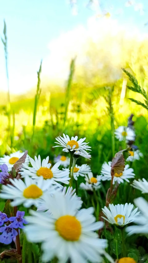 a flower garden has been blooming in a field