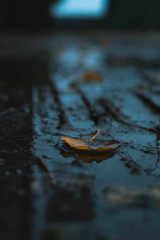 a leaf that has fallen on a wet ground