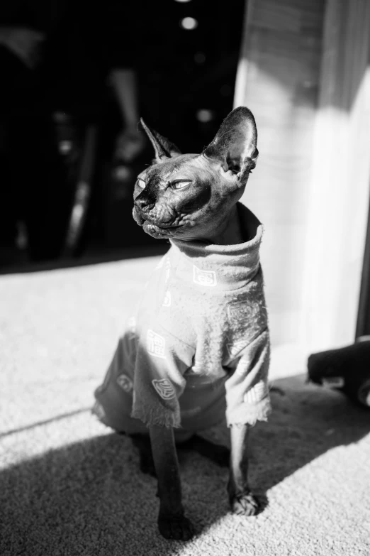 small cat wearing a shirt and shorts standing next to a door