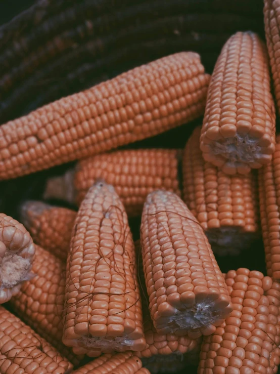 several pieces of corn are stacked together in a bucket