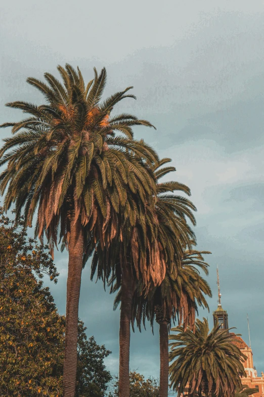 the large palm trees stand out against the grey sky