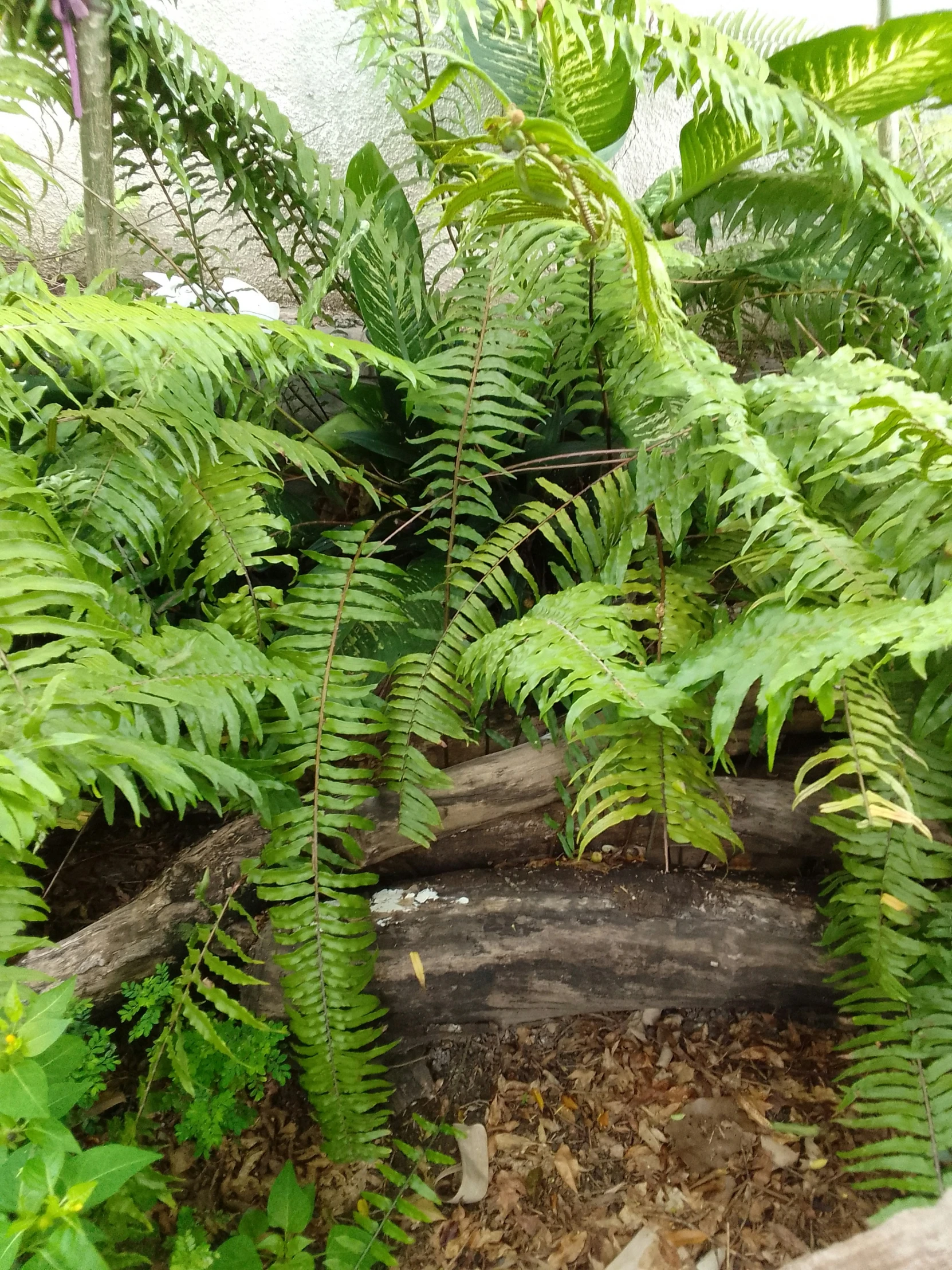 fern leaves in an indoor space in the house