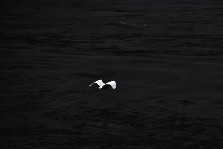 a couple of birds floating on top of a dark body of water