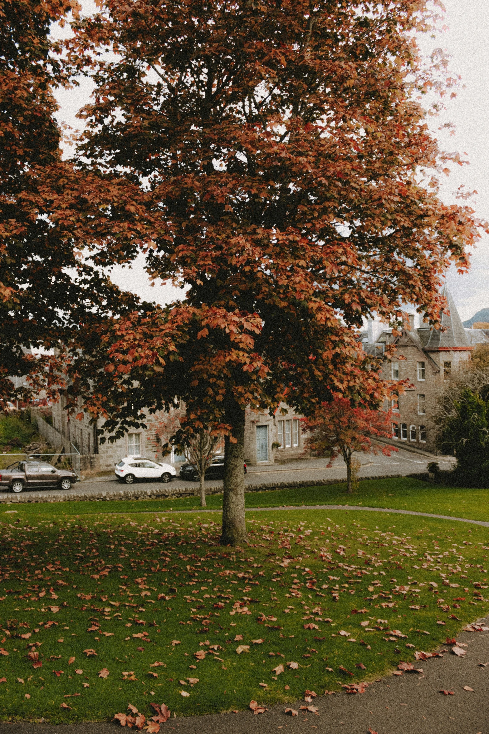 a tree sitting in the middle of a park