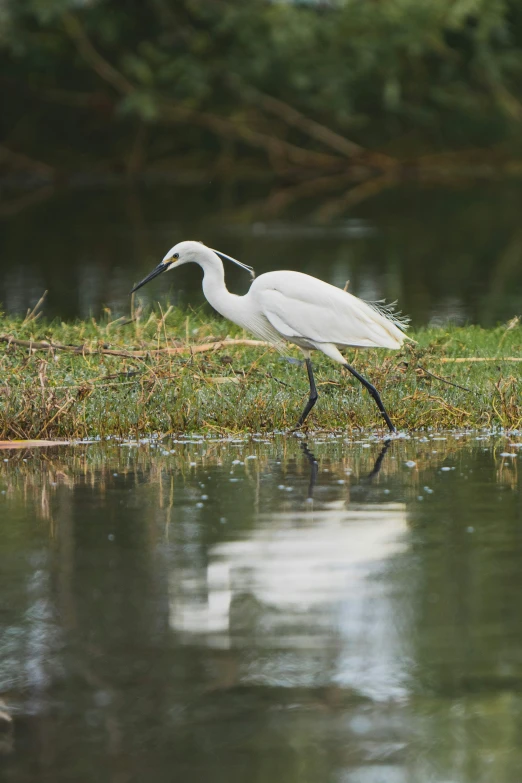 a large white bird walking across the water