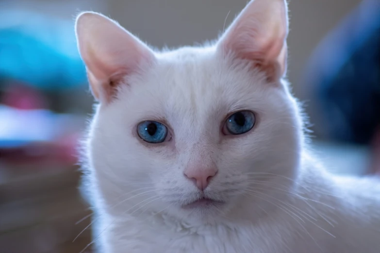 white cat with blue eyes sitting on bed