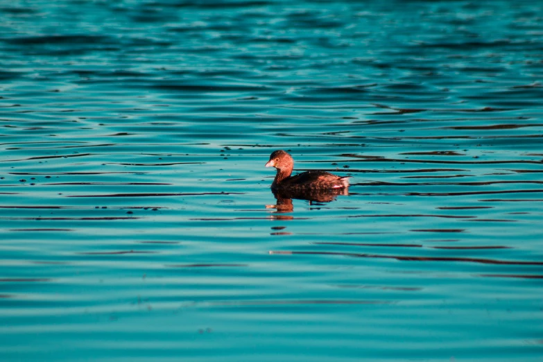 a bird is swimming on the water with ripples