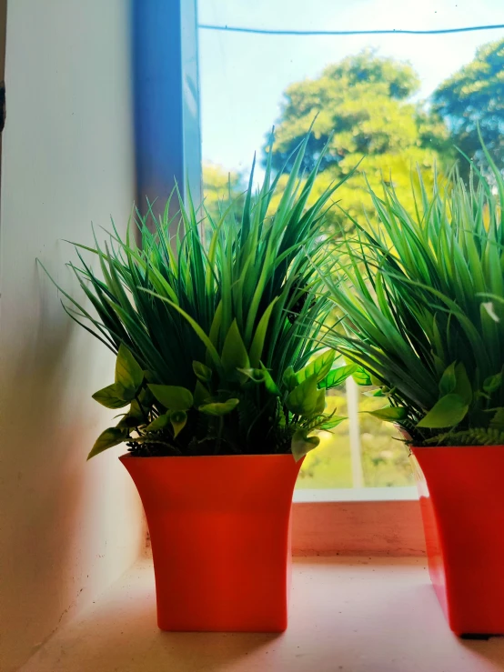 two potted plants sit in front of a window