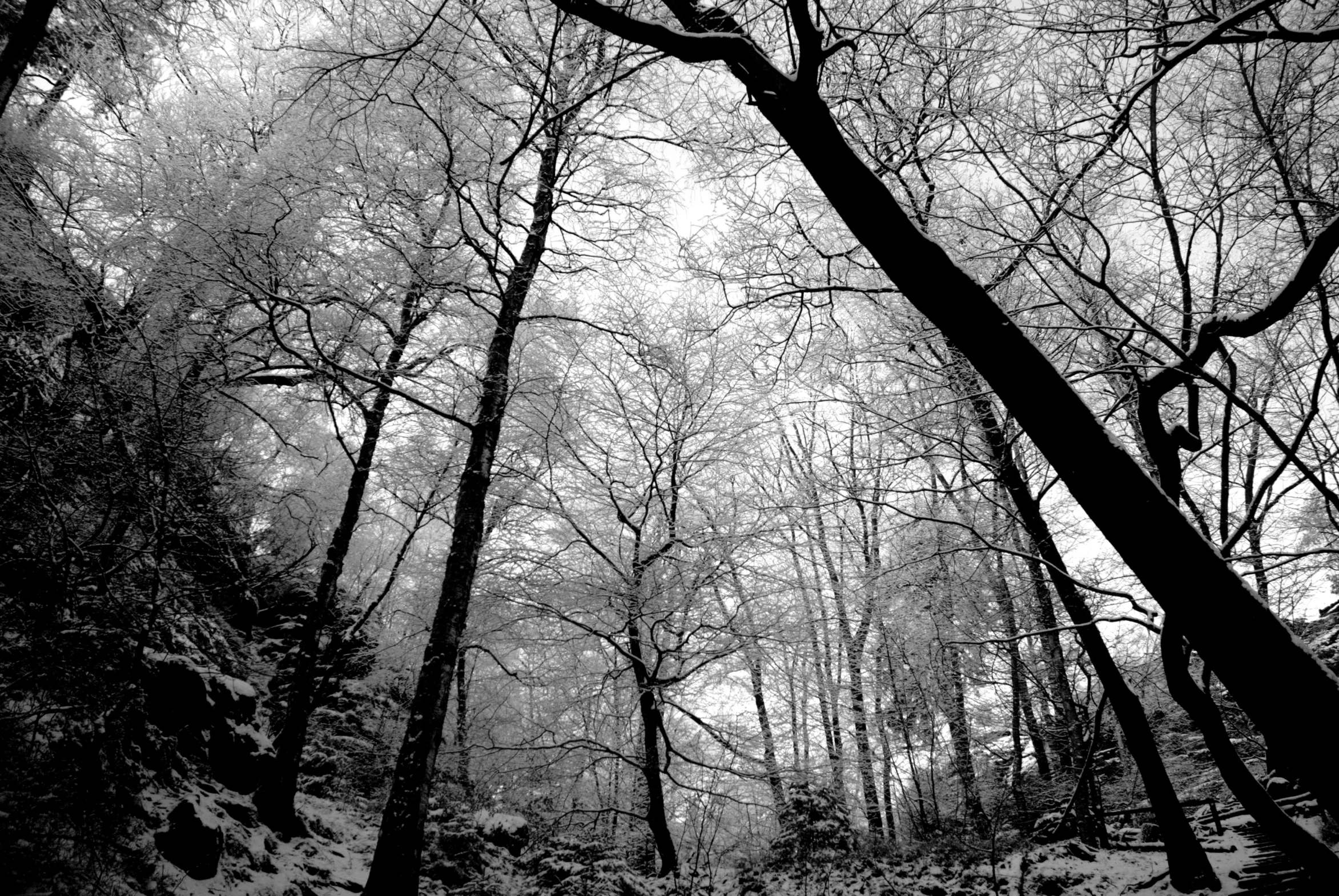 the trees are leafless and tall in this black and white po