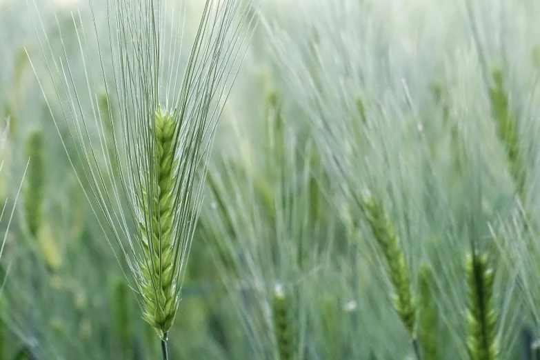 an ear of grass is seen in this closeup image
