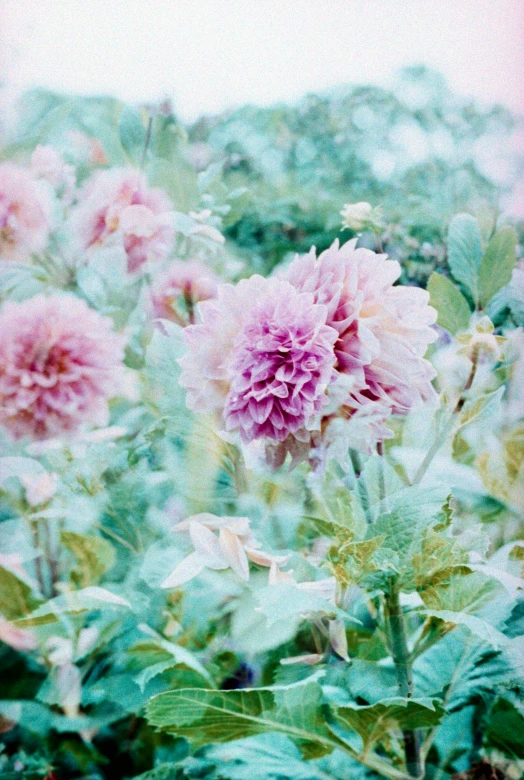 some pink flowers are growing in the field