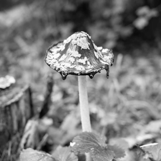 a white and black po of a small mushroom in grass