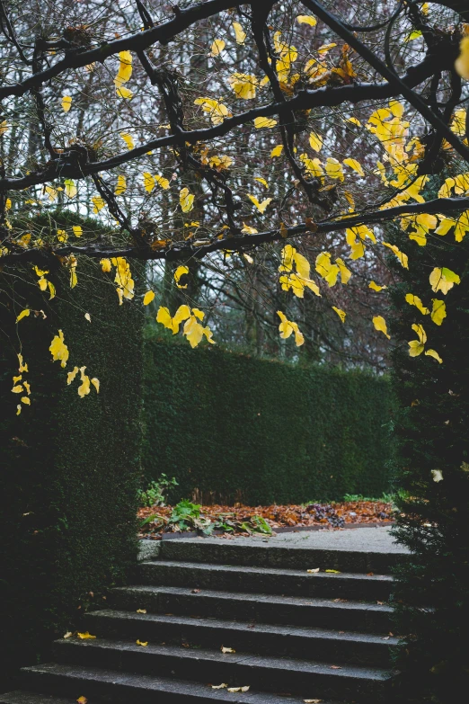 a stairway in the forest with yellow leaves