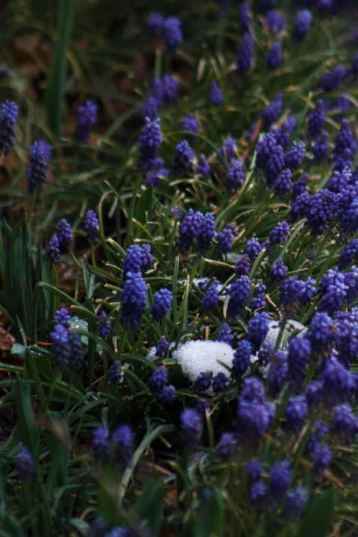 a few purple flowers that are in the grass