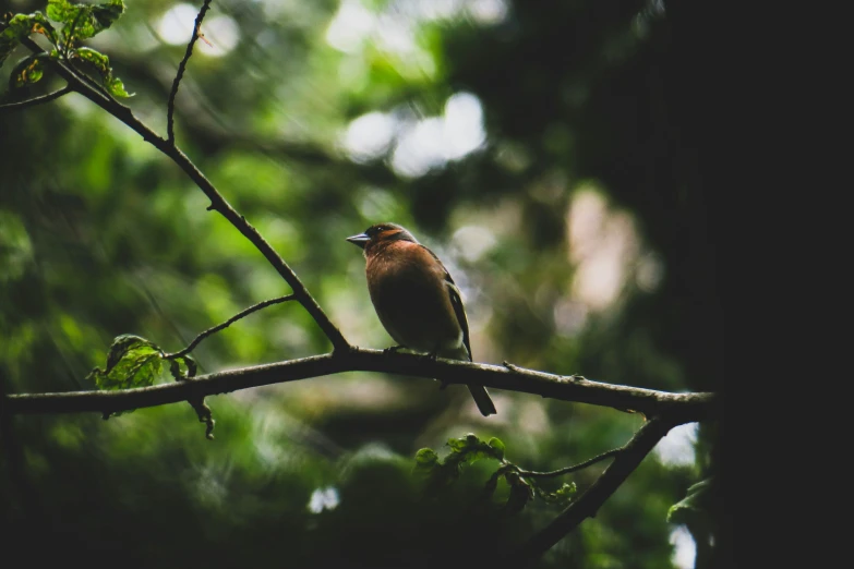 there is a small bird sitting on a nch