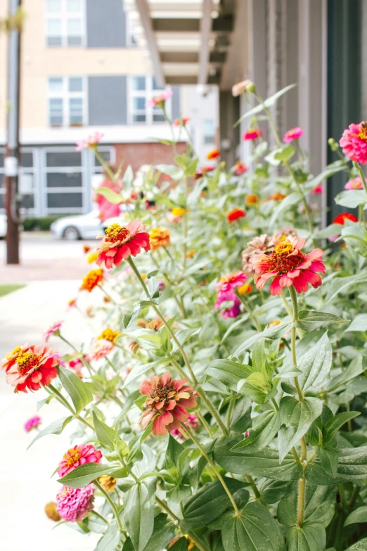 a garden with many red and orange flowers