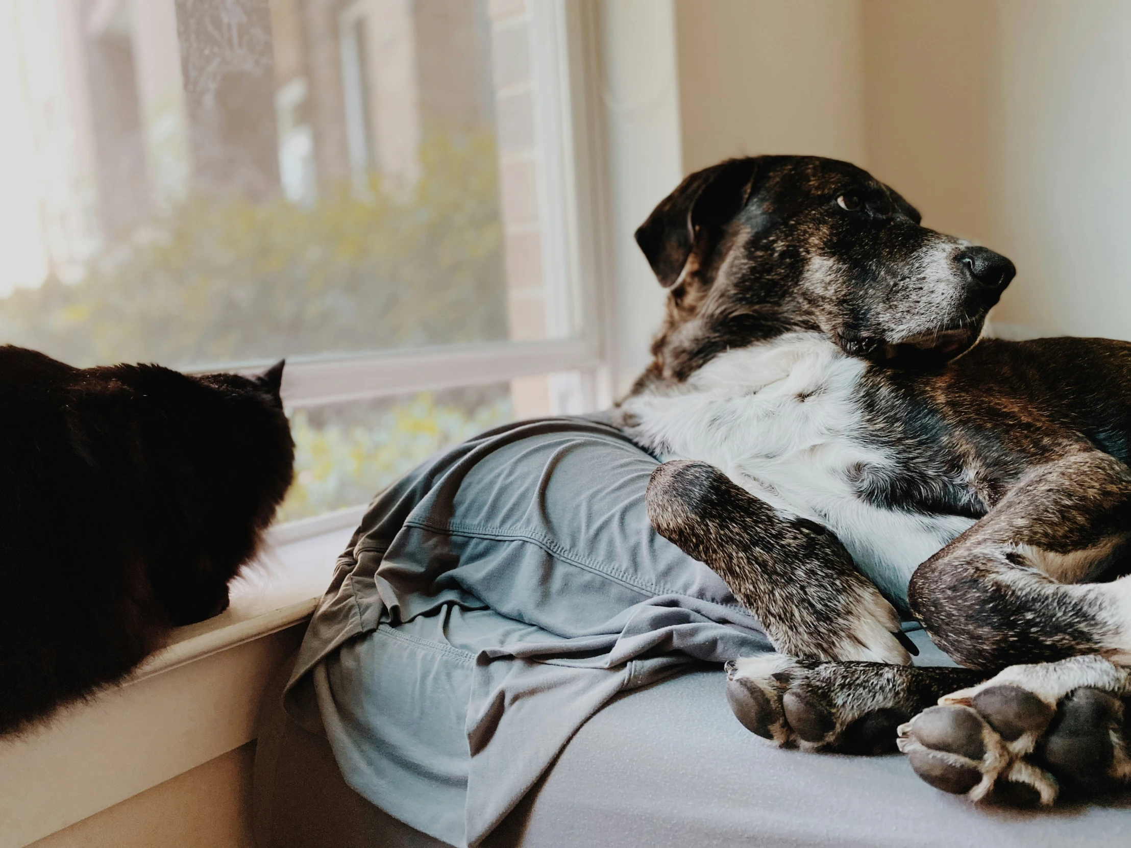 cat and dog sitting on a bed staring at each other