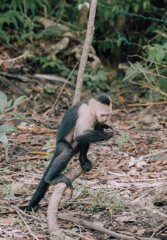 a monkey is standing on a tree nch