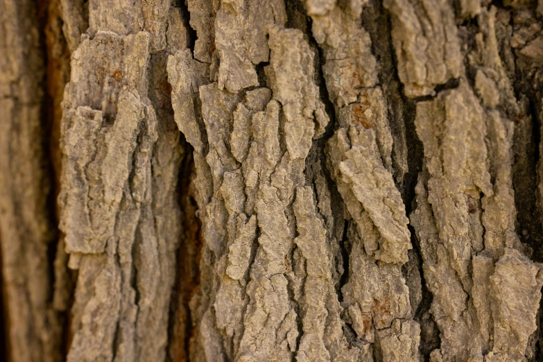 the bark of a tree trunk with small brown markings