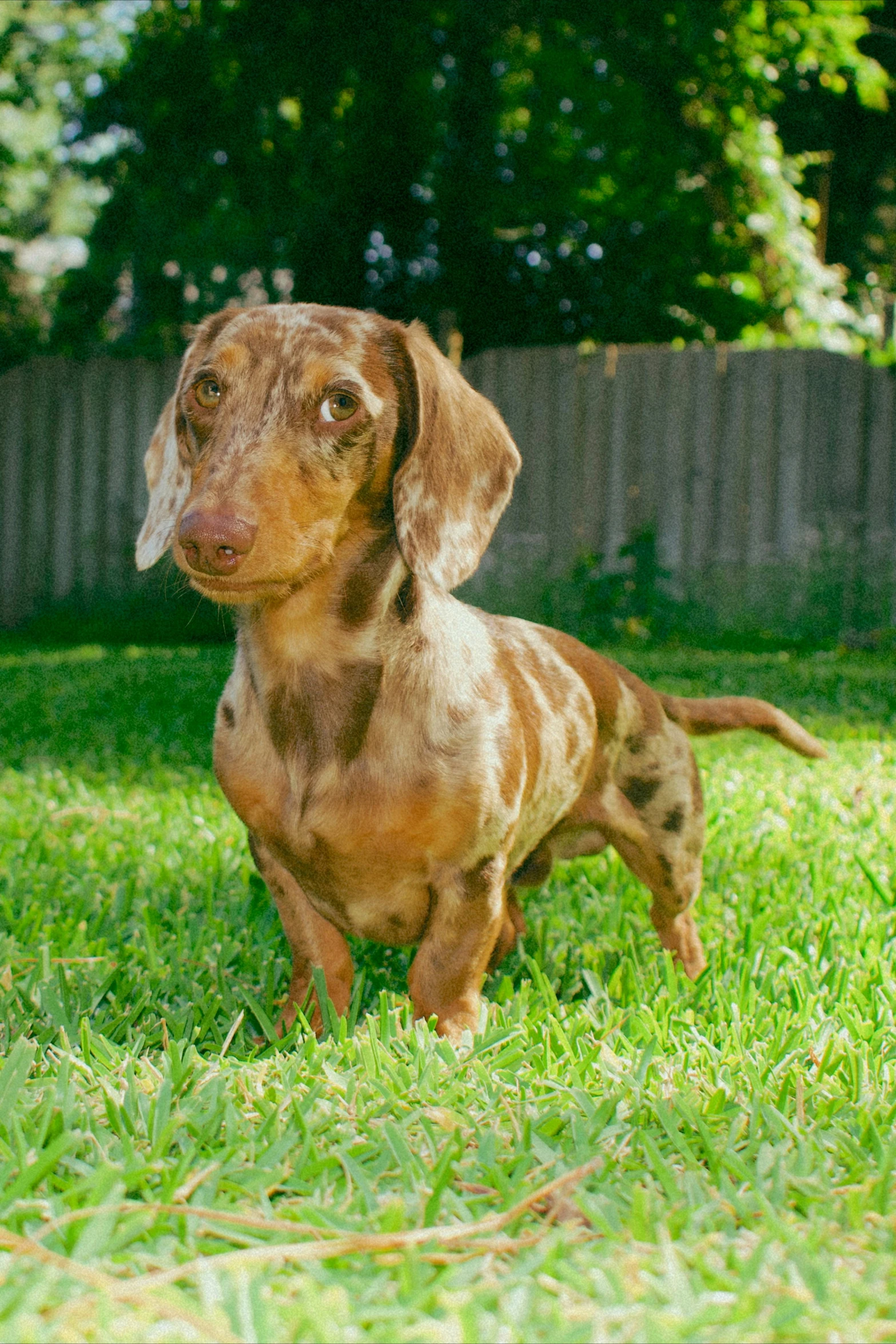 a brown dog standing on top of a lush green field