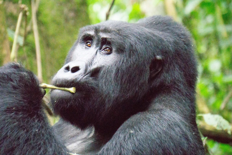 the black monkey is holding a piece of wood in its mouth