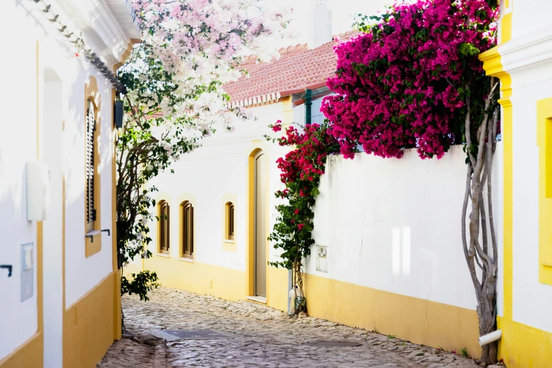 two buildings and flower bushes on the side of the street