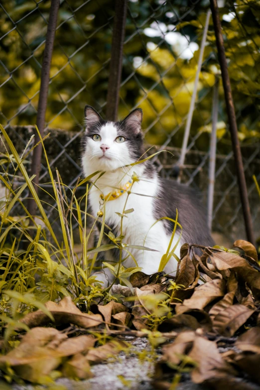 a black and white cat sitting in the grass