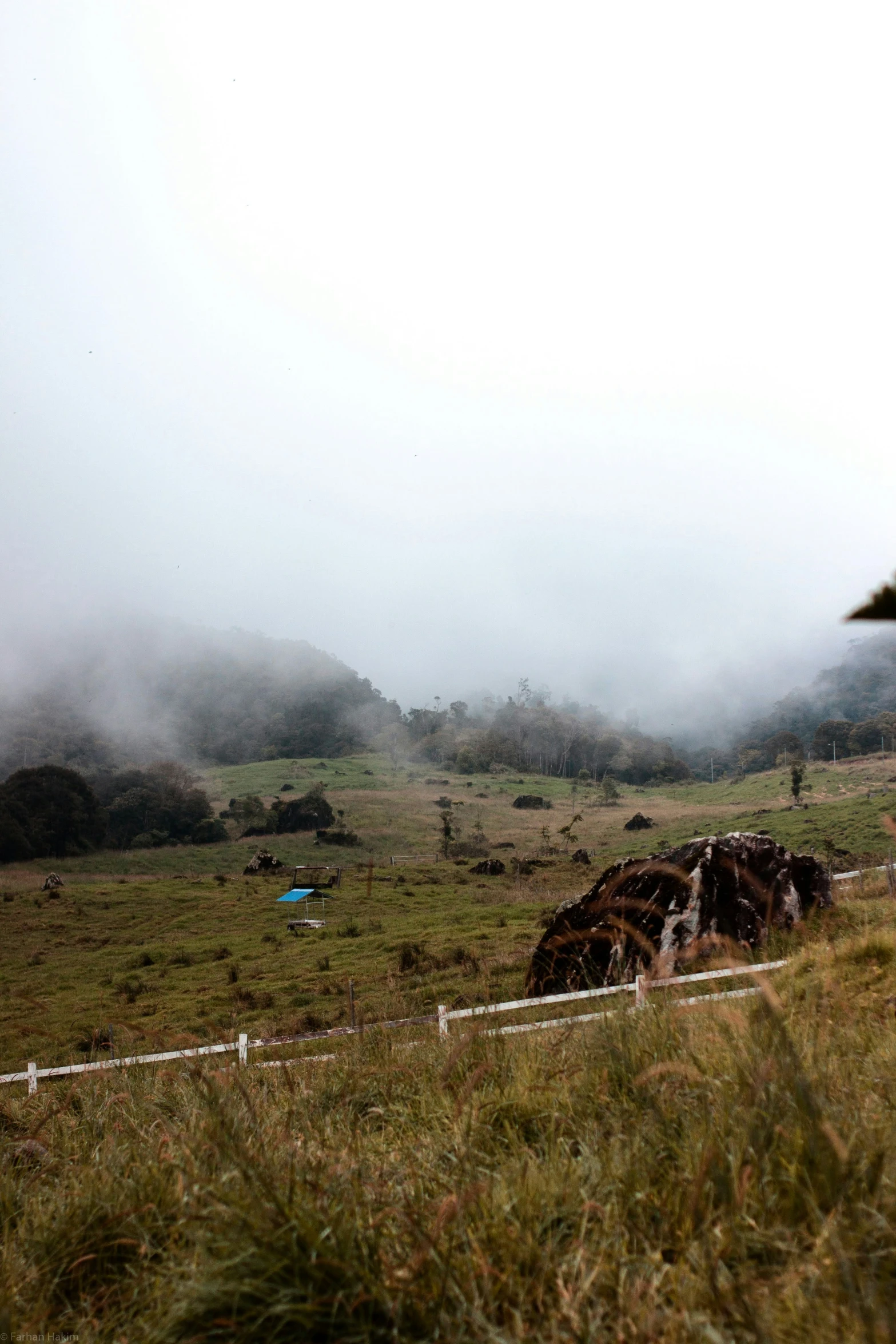 an animal is standing in the fog on the field