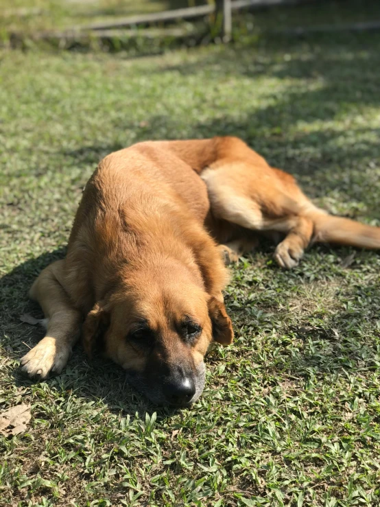 a brown dog resting on the grass by a fence