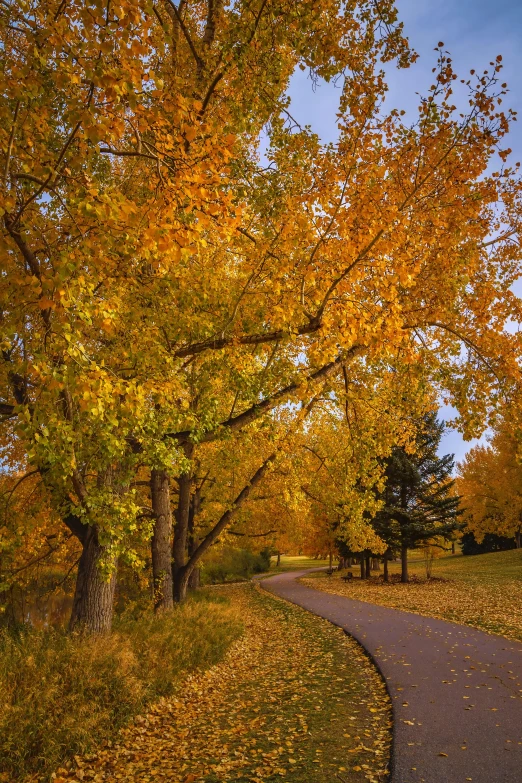 a tree lined path leading to a park filled with fall leaves