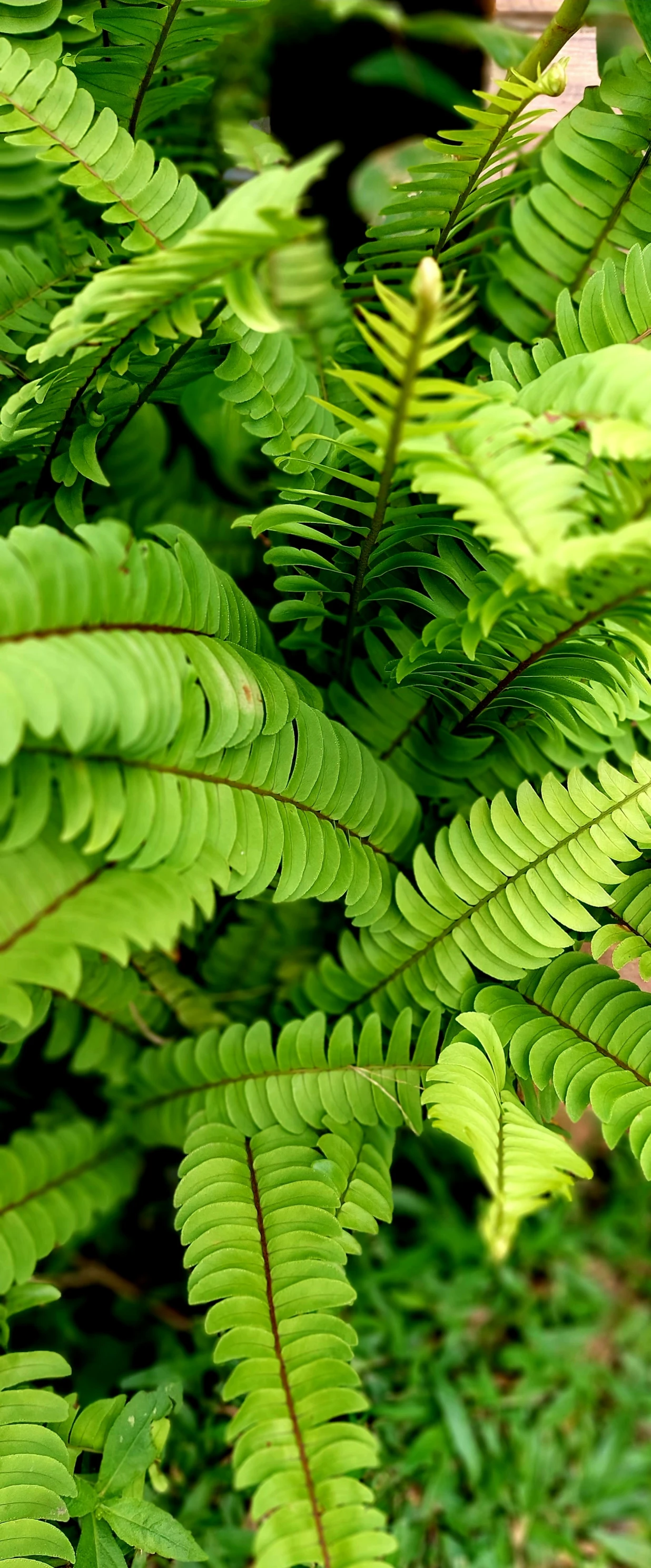 a closeup of the green leaves of a fern