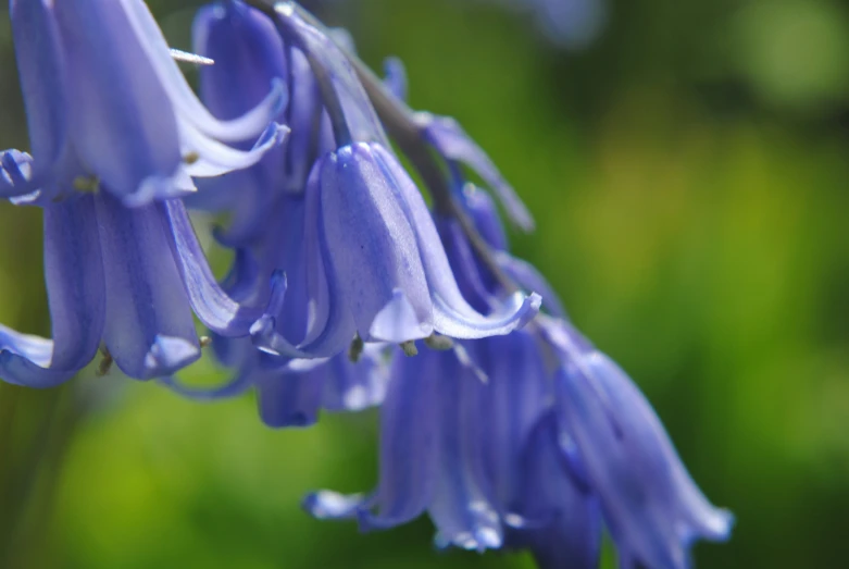 a close up of a bunch of blue flowers