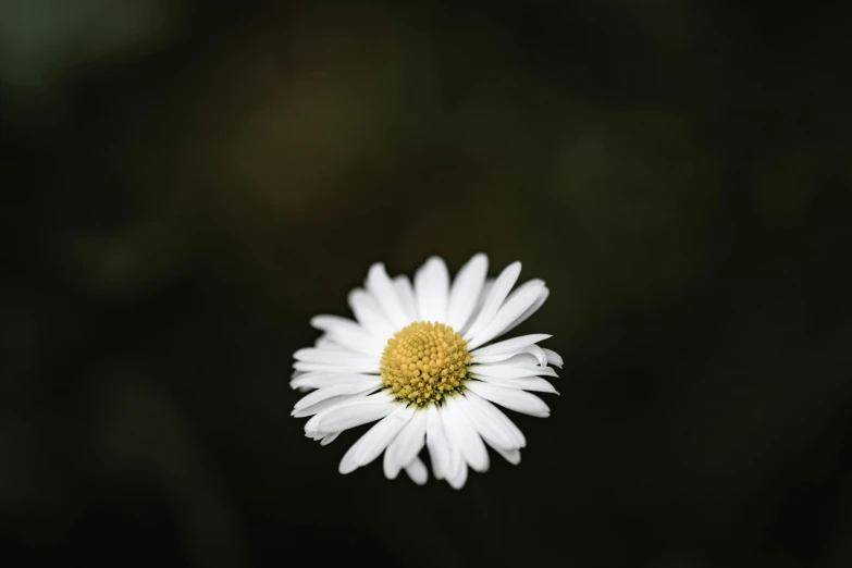 a white flower with a yellow center sitting in front of a dark green background