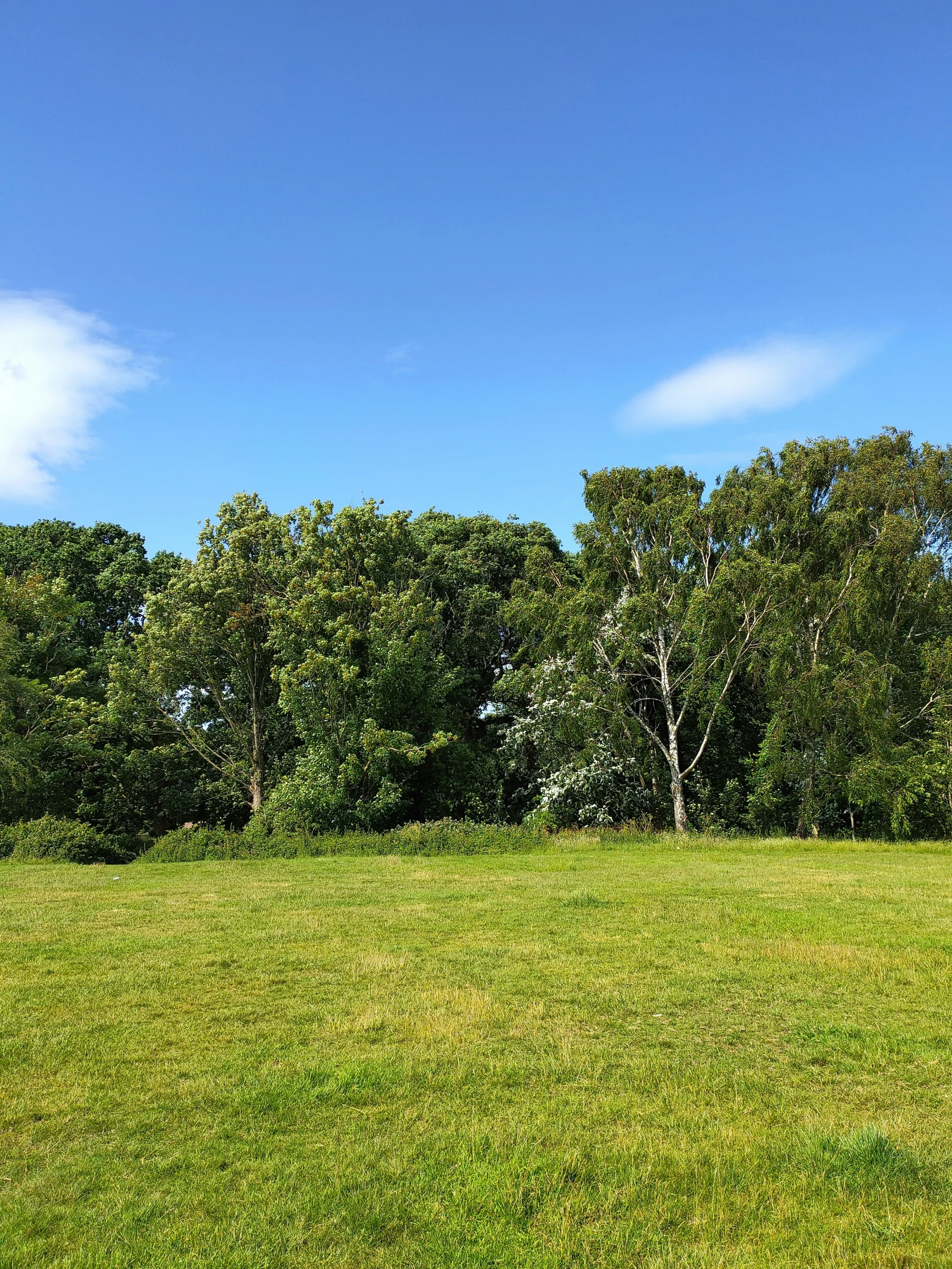 a large grassy field surrounded by trees and a forest