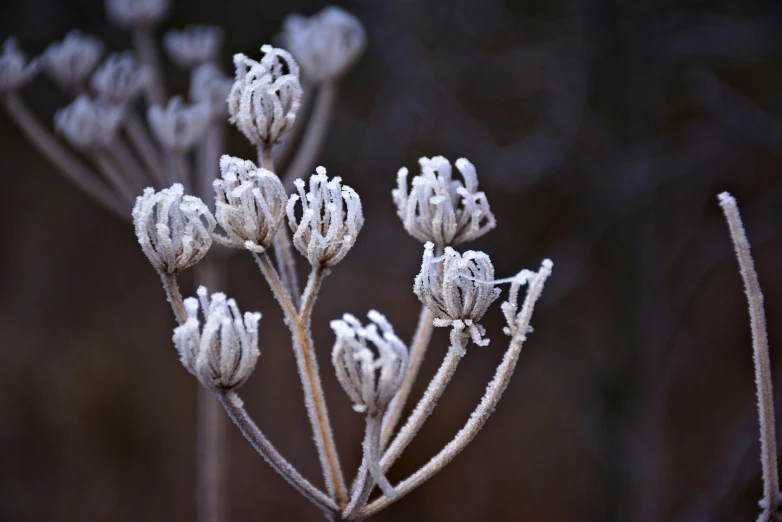 ice crystals on a small plant with many petals