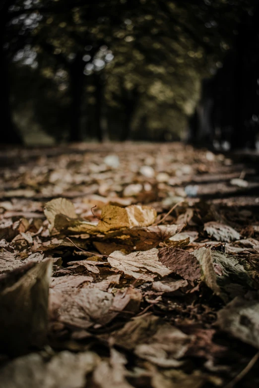 a leaf filled ground that is surrounded by leaves