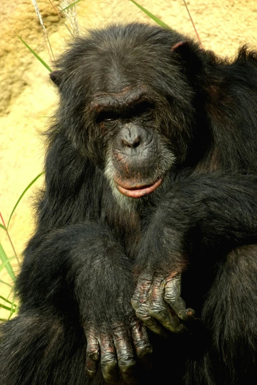 a monkey with a big smile standing by some grass